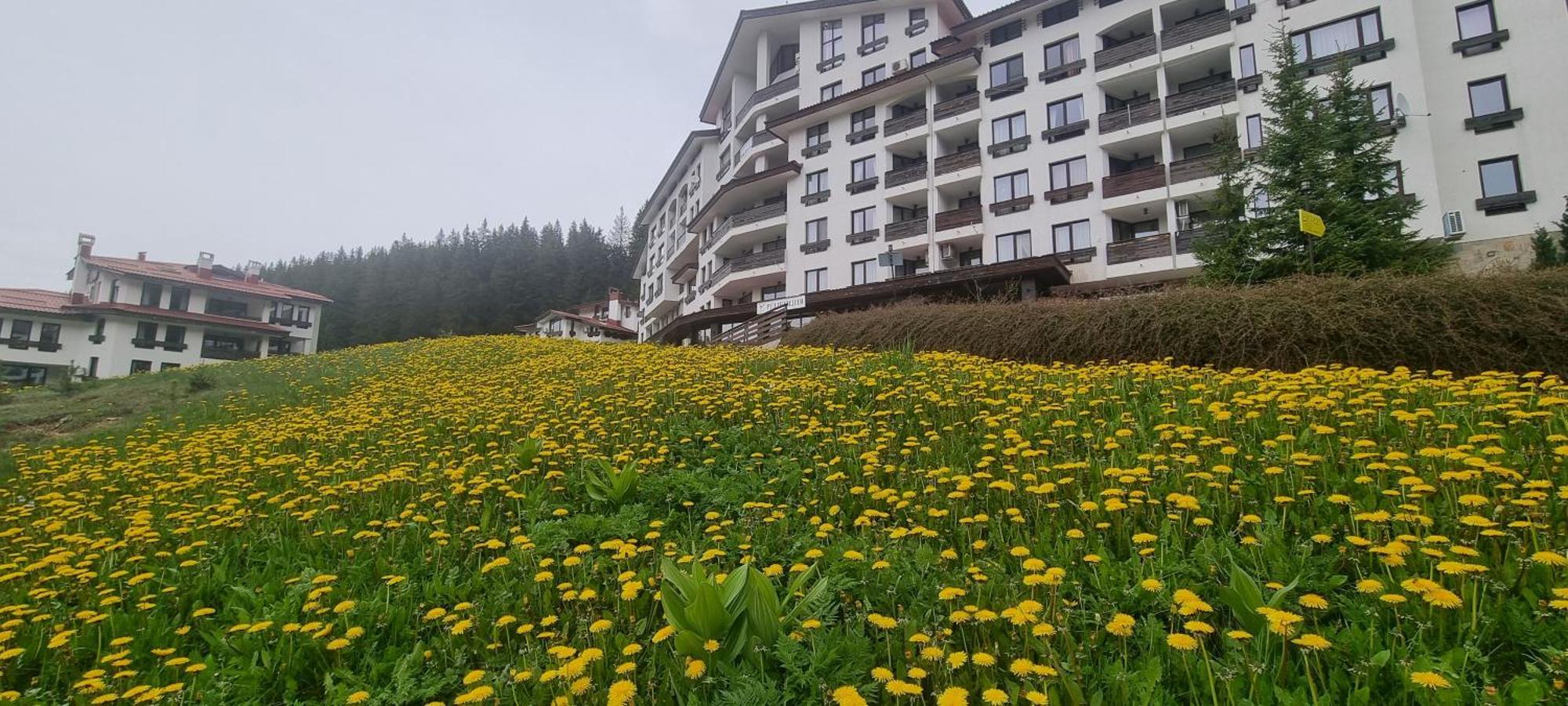 Apartment Elit Pamporovo